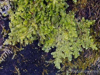 Flat-leaved scalewort